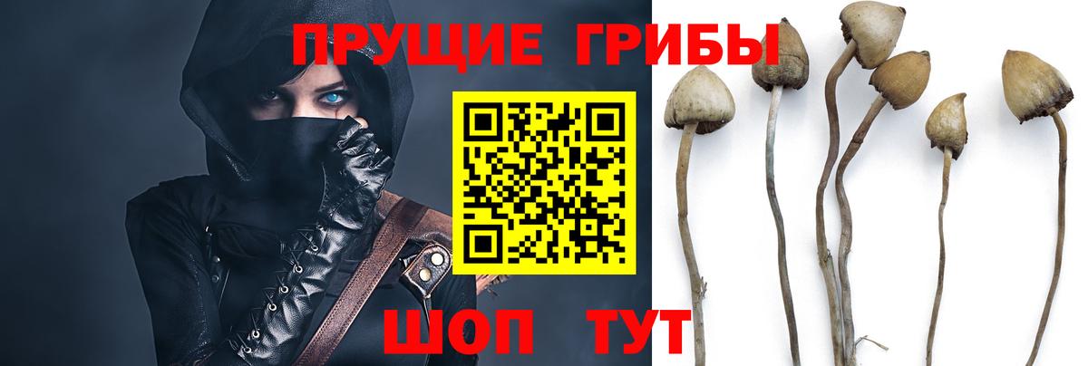 Псилоцибиновые грибы Psilocybe  где купить наркоту  Галлюциногенные грибы прущие грибы  Луга  Вход с VPN 